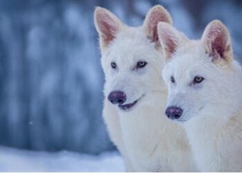 වදවී ගිය දරුණු වෘකයාට ඇමරිකා විද්‍යාඥයින් යලි පන දේ