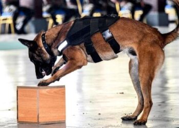 බෝම්බ බියක්? බෝම්බ නිශ්ක්‍රීය අංශය, විශේශ කාර්‍ය බලකාය, පොලිස් සුනඛ අංශත් කැඳවයි.