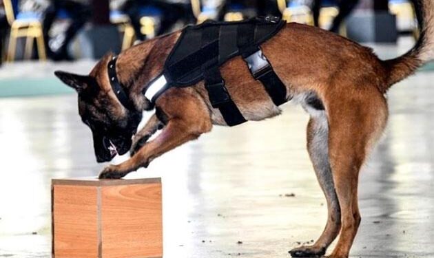 බෝම්බ බියක්? බෝම්බ නිශ්ක්රීය අංශය, විශේශ කාර්ය බලකාය, පොලිස් සුනඛ අංශත් කැඳවයි.