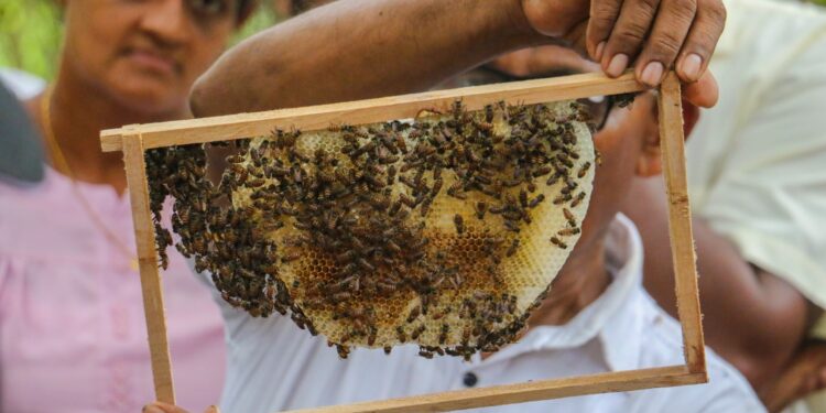 ලංකාවේ ප්රථම මී මැසි උයන විවෘත කරයි.