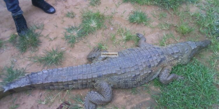 ගෙවත්තක කිඹුලෙක්