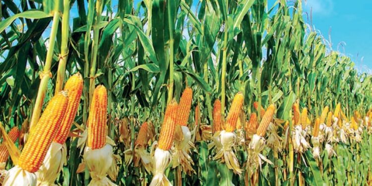 බඩඉරිඟු ආනයනයට පියවර