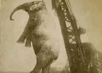 ඇයව එල්ලා මරන්න තීරණය කල සංවේදී කතාව