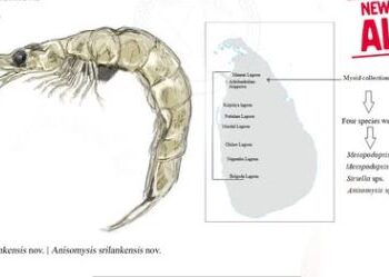 ශ්රී ලංකාවට ආවේණික නව කූනිස්සන් විශේෂ දෙකක් සොයාගැනේ
