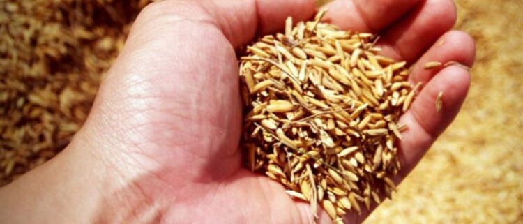 ගොවීන්ට සුබ පණිවුඩයක් – වී මිල මෙන්න