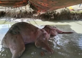 භාතිය ගැන ඇසුණු දුක හිතෙන පුවත