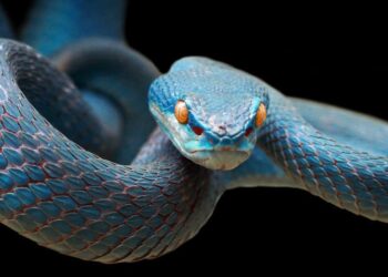 passport නොමැතිව ආ විසකුරු අමුත්තා වරායේ හැංගිලා