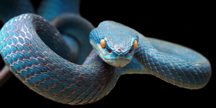 passport නොමැතිව ආ විසකුරු අමුත්තා වරායේ හැංගිලා