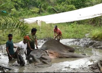 දහයියාගල රක්ෂිතයෙන් තවත් වන අලි සිරුරක් (photos)