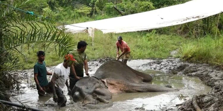 දහයියාගල රක්ෂිතයෙන් තවත් වන අලි සිරුරක් (photos)