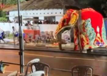 භානුකට අලියාට වෙච්ච දෙයක් – ප්රදේශවාසීන්ටත් කුතුහලයක්