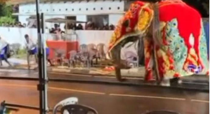 භානුකට අලියාට වෙච්ච දෙයක් – ප්රදේශවාසීන්ටත් කුතුහලයක්