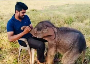 අහිමි මව් සෙනෙහස  (VEDIO)