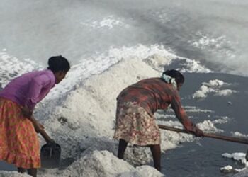 අලිමංකඩ – උතුර ලුණු ලේවාය ආයෙත් වැඩ