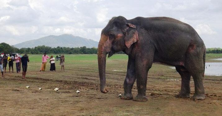 ‘කණ්ඩලමේ හැඩකාරයා’ ඔබට නිවන් සුව!