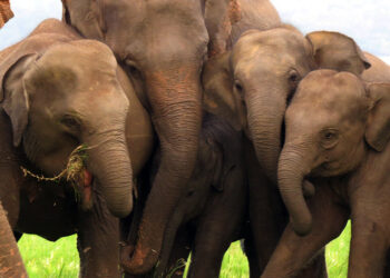 අලින්ගේ මංගල ලක්ෂණ සහ කුල