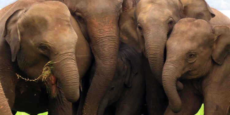 අලින්ගේ මංගල ලක්ෂණ සහ කුල