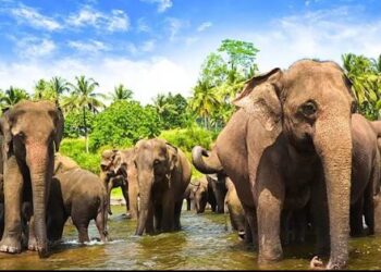 පින්නවල අලි බය වුණාද? පහර දුන්නද? මේ කිඹුලෙක්ද? නැත්නම් කබරයෙක්ද? 