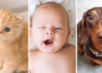 ‘හුරතල්’ යමක් දුටු විට ඔබට මිරිකන්න හිතෙන්නේ ඇයි?