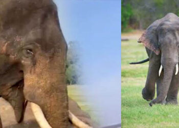 සපුමල්ට වෙඩි තියලා – සිදු වූ තුවාල බරපතළයි