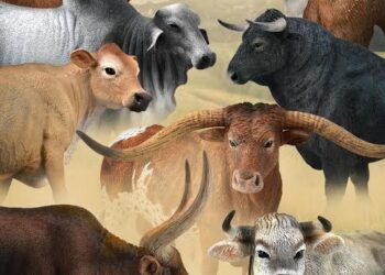 සජබ මන්ත්රී හරක් හොරකමේ