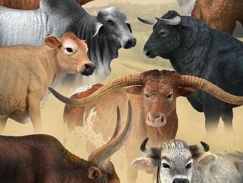 සජබ මන්ත්රී හරක් හොරකමේ