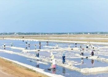 වාර්තාගත ලෙස ලුණු අස්වැන්නක්