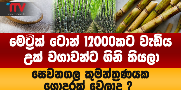 මෙට්‍රික් ටොන් 12000කට වැඩිය උක් වගාවන්ට ගිනි තියලා