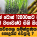 මෙට්රික් ටොන් 12000කට වැඩිය උක් වගාවන්ට ගිනි තියලා