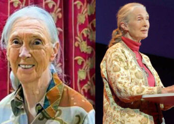 චිම්පන්සියන් වෙනුවෙන් කැපවුණ ජේන් ගුඩාල් දිවියෙන් සමු ගනී