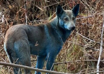 අභිරහස් නිල් බල්ලන්  තිදෙනෙක් හමු වෙයි