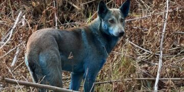 අභිරහස් නිල් බල්ලන්  තිදෙනෙක් හමු වෙයි