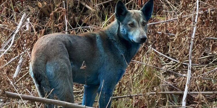 අභිරහස් නිල් බල්ලන්  තිදෙනෙක් හමු වෙයි