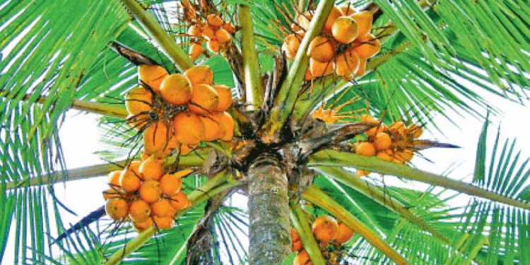 උඩ බලාගෙන තැඹිලි ගෙඩියක් බොන එක වෙනම “සංස්කෘතියක්”