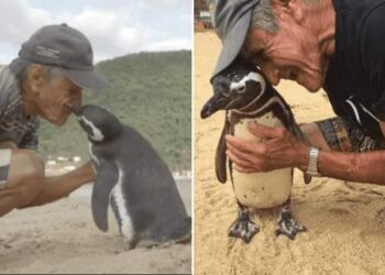 “පණ දුන් මිනිසාට පිදු පෙන්ගුයින් උපහාරය: දසදහස් ගව් ගෙවා ආ ‘ඩින්ඩිම්’ගේ ආදරය!”