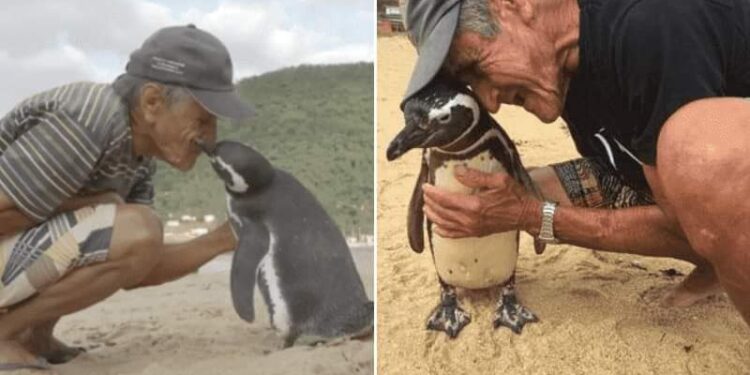 “පණ දුන් මිනිසාට පිදු පෙන්ගුයින් උපහාරය: දසදහස් ගව් ගෙවා ආ ‘ඩින්ඩිම්’ගේ ආදරය!”