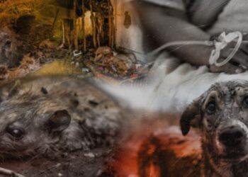 25%කට දිවි අහිමි කරන ගංවතුරෙන් පසු ව්‍යසනය