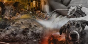 25%කට දිවි අහිමි කරන ගංවතුරෙන් පසු ව්‍යසනය