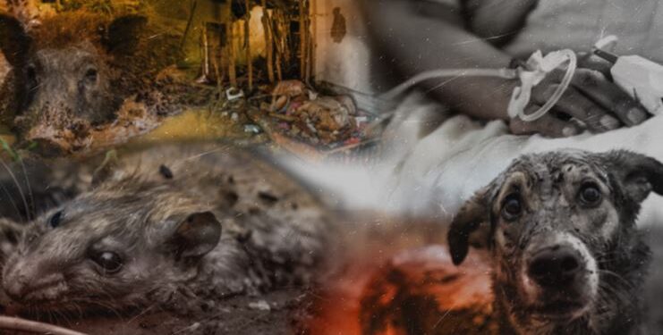 25%කට දිවි අහිමි කරන ගංවතුරෙන් පසු ව්යසනය