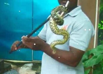 අතුරුදන් වු කහ ඇනකොණ්ඩා යකඩ පෙට්ටියක සිට හමුවෙයි