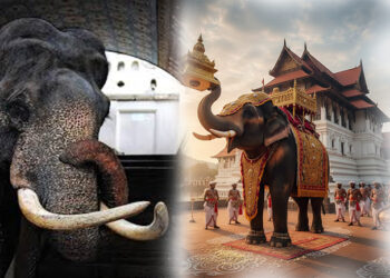 ව්යසනය අස්සේ ඉන්දි රාජා දැක්වූ ප්රතිචාරය