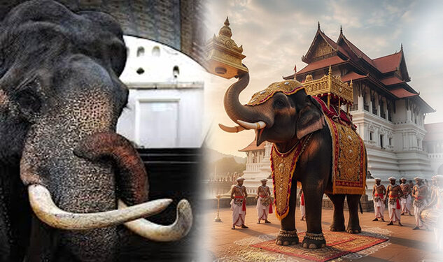 ව්යසනය අස්සේ ඉන්දි රාජා දැක්වූ ප්රතිචාරය