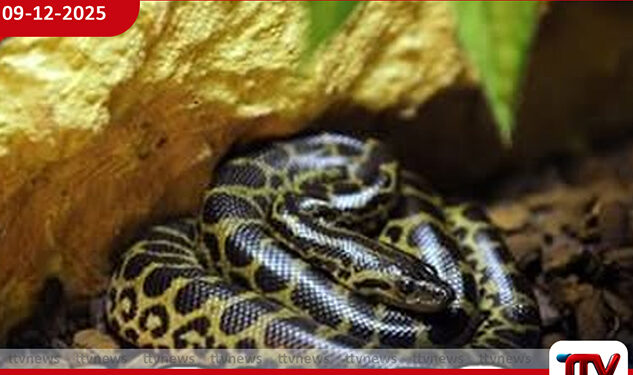 කහ ඇනකොණ්ඩාත් පැනල ගිහින් – දැක්කොත් කියන්න