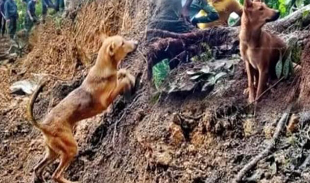 ආදරණීයයන් අහිමි වීමේ වේදනාව දරාගත නොහැකි සුනඛයා සහ අම්බොක්කේ ඛේදාන්තය