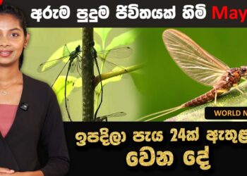 අපිට මේ ලෝකේ දවසක් විතරක් ජිවත් වෙන්න උනොත් කොහොම වෙයිද ?