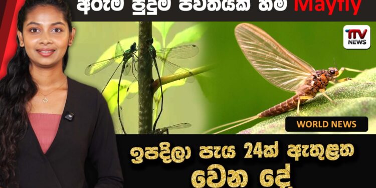 අපිට මේ ලෝකේ දවසක් විතරක් ජිවත් වෙන්න උනොත් කොහොම වෙයිද ?