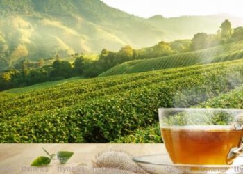 සම්බාධක බිය නිසා ඉරානයට තේ අපනයනය සීමා වෙයි : වෙන්දේසි මිලත් පහළට