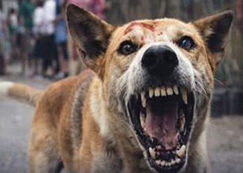 වියරු සුනඛයෙකු පුද්ගලයන් 11 දෙනෙකු සපා කයි : මර්දනයට පොලිස් සහය පතයි