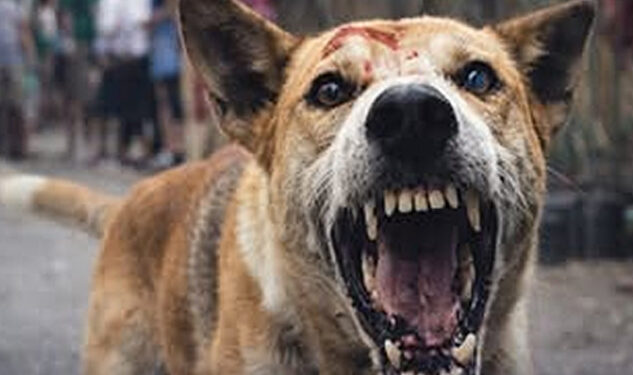 වියරු සුනඛයෙකු පුද්ගලයන් 11 දෙනෙකු සපා කයි : මර්දනයට පොලිස් සහය පතයි