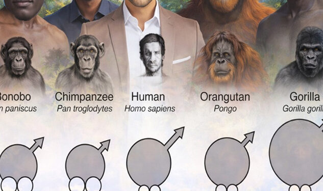 පුරුෂ නිමිත්තේ පරිණාමය නවතම විද්‍යාත්මක හෙළිදරව්වක්: ප්‍රමාණය සහ ආකර්ෂණය අතර සබඳතාව ද හෙළිවේ